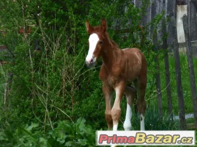 letošní krasavec po Quick Lauro Z