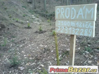 Osázený les - INVESTICE 17kč/m2