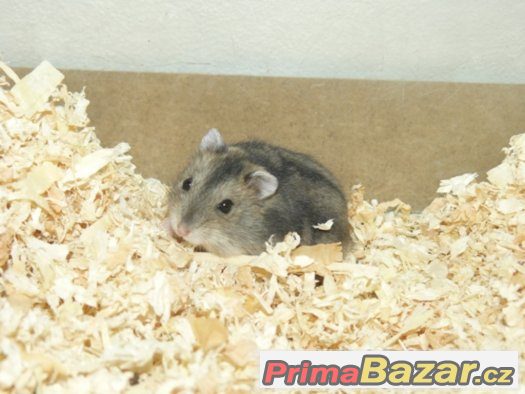 Křečík džungarský Křečík džungarský