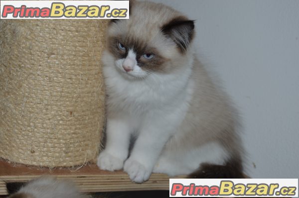 Ragdoll koťata Kocourek bicolor Ragdoll koťata Kocourek bicolor