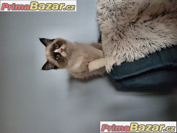 Ragdoll koťata Kocourek bicolor Ragdoll koťata Kocourek bicolor