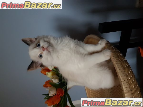 Ragdoll koťata kočička bez pp