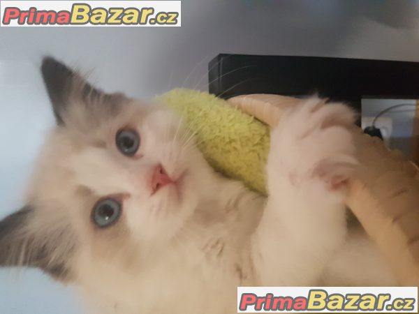 Ragdoll koťata kocourci bez pp