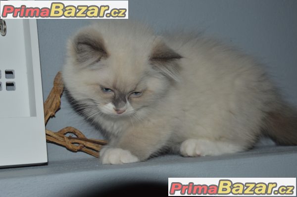 Ragdoll koťata kocourci bez pp