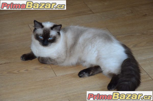 Ragdoll koťata kocourci bez pp