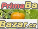 chilli-rocoto-orange-semena