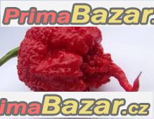 Chilli Carolina Reaper - semena