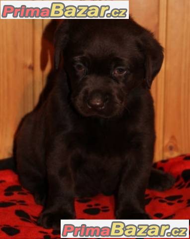 Labrador retriever tmavé čoko s PP a št.Chesapeake