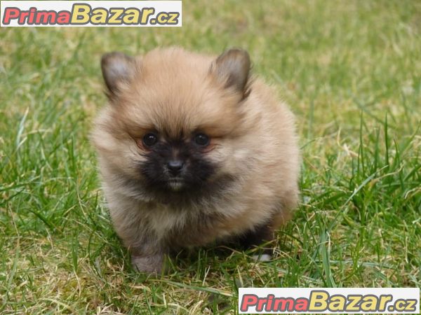 Pomeranian/ trpasličí špic prodám štěňata s PP po kvalitních rodičích