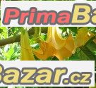 Brugmansia žlutá - sazenice