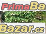 Brugmansia Arborea stromová - sazenice
