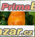 Chilli Maraba Orange - semena