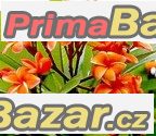 Plumeria Coral Orange - semena
