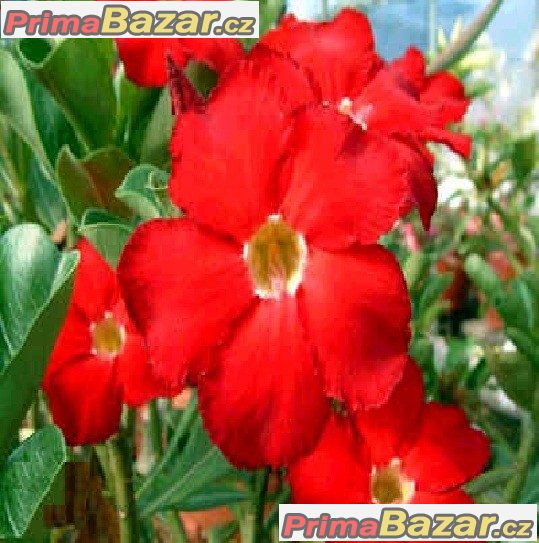 Adenium Dark Forest - semena