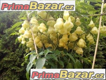 Chilli Aji White Fantasy - semena