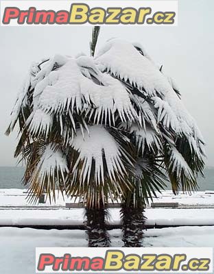 Trachycarpus Fortunei - sazenice 1-2 první listy