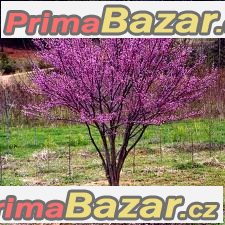 Cercis Chinensis - semena