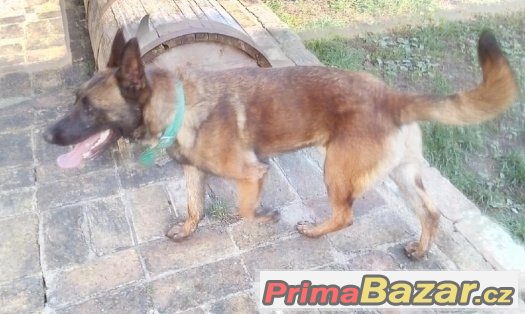 Belgický ovčák malinois