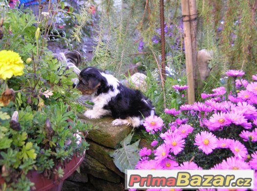 Biewer Yorkshire Terrier pejsek 8 týdnů