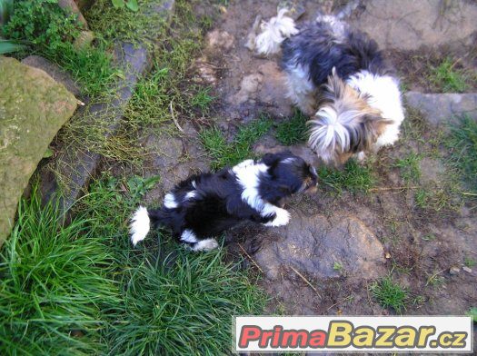 Biewer Yorkshire Terrier pejsek 8 týdnů – fotografie 4
