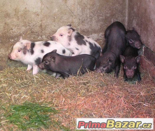 Miniprasátka z kvalitního dlouholetého chovu Miniprasátka z kvalitního dlouholetého chovu