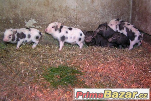 Miniprasátka z kvalitního dlouholetého chovu Miniprasátka z kvalitního dlouholetého chovu