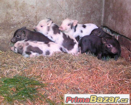 Miniprasátka z kvalitního dlouholetého chovu Miniprasátka z kvalitního dlouholetého chovu