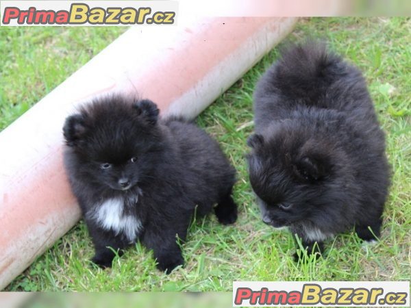 Pomeranian štenata na prodej s PP Pomeranian štenata na prodej s PP
