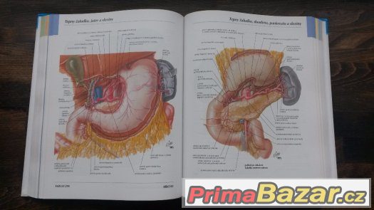 Netter - Anatomický atlas člověka