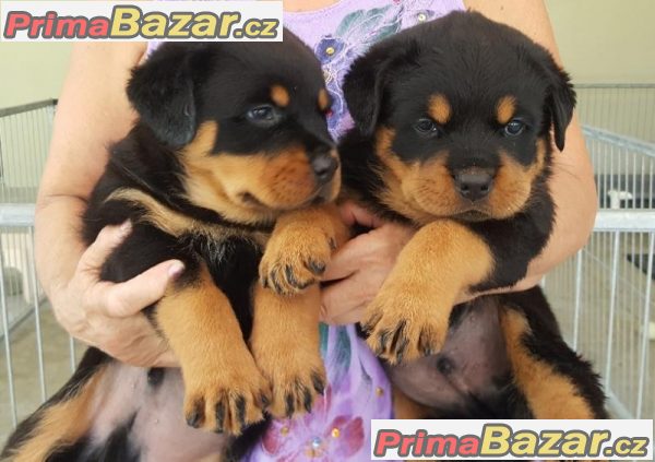 Muž a žena rottweiler hledá domov