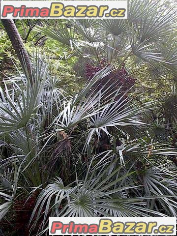 Chamaerops Humilis - sazenice 1. list