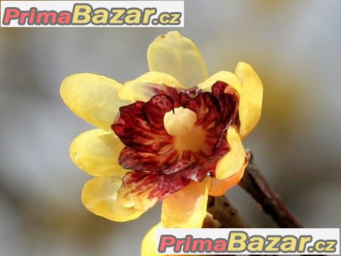 Chimonanthus Praecox - semena