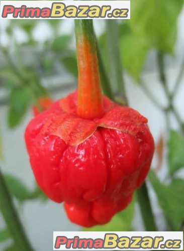 Chilli Bublegum 7 pot - semena