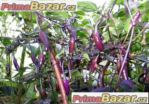 Chilli Flurorescent Purple - semena