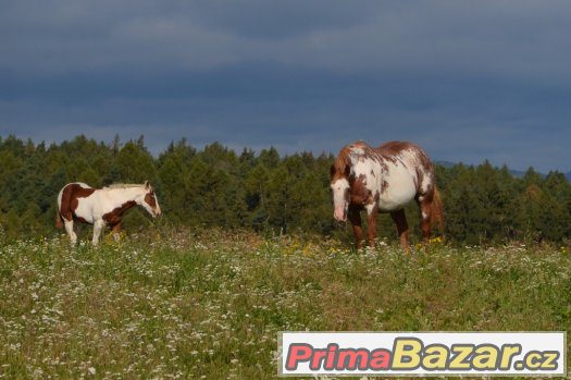 Allround hřebeček  ,tobiano nar .5/2017