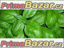 Bazalka Fino Verde - semena