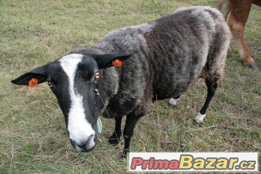 prodam-berana-zwartbles