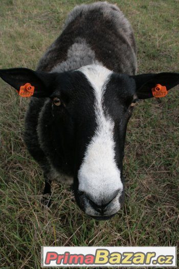 Prodám berana Zwartbles