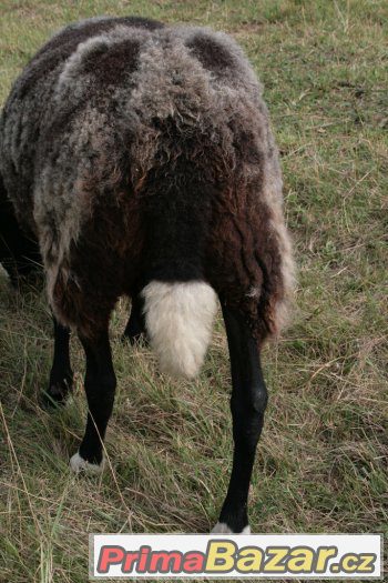 Prodám berana Zwartbles