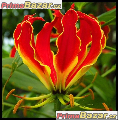 Gloriosa Superba - semena