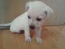 Labrador-světlá čistokrevná štěňátko
