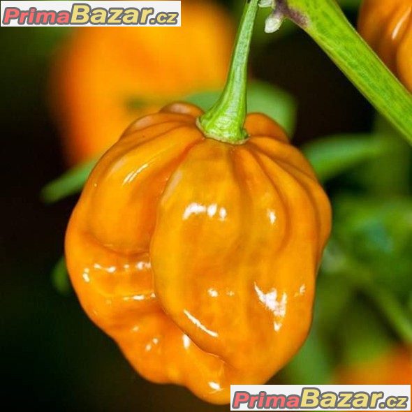 Chilli Mustard Habanero - semena