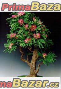 Albizia Julibrissin - semena