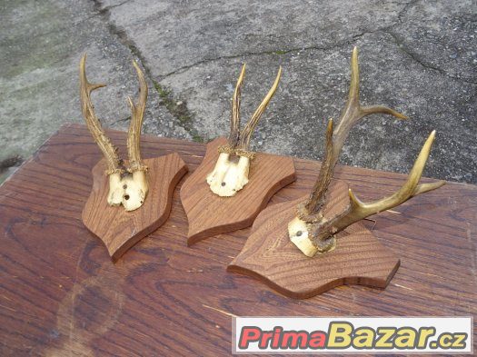Staré srnčí trofeje - 3 ks Staré srnčí trofeje - 3 ks