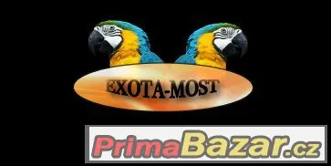 prodám