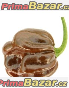 chilli-chocolte-habanero-semena