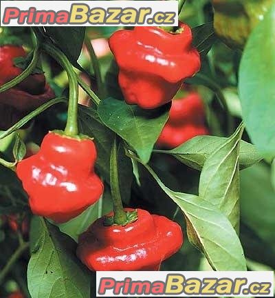 Chilli Jamaican Red - semena