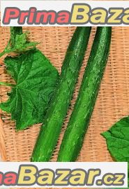 okurka-burples-tasty-green-semena