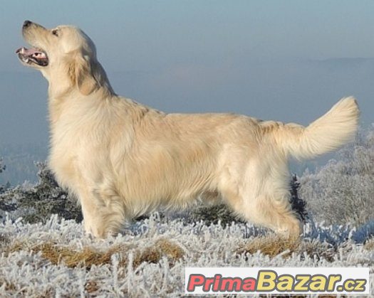 Zlatý retrívr - golden retriever s PP štěňata