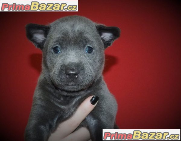 thajsky-ridgeback-modry